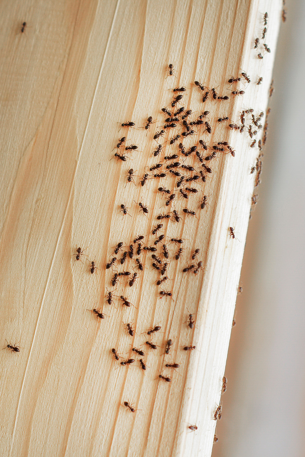 Уничтожение муравьев в Варшаве, Лодзи, Белостоке, Радоме, Кракове, Кельцах