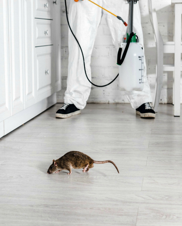 Знищення гризунів у Варшаві