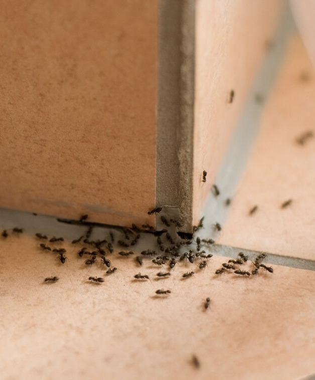 Знищення мурах Варшава