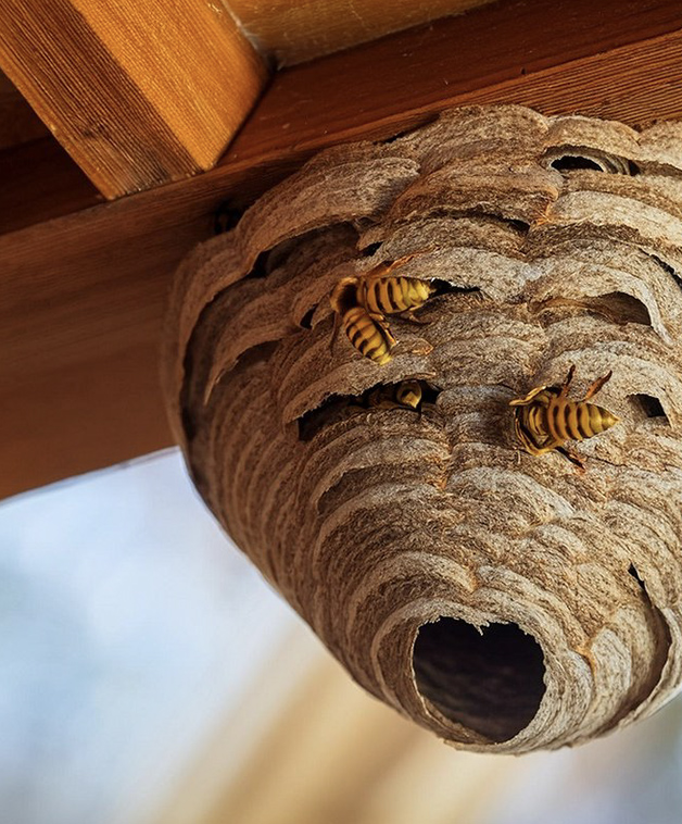 Служба по уничтожению шершней и ос Варшава